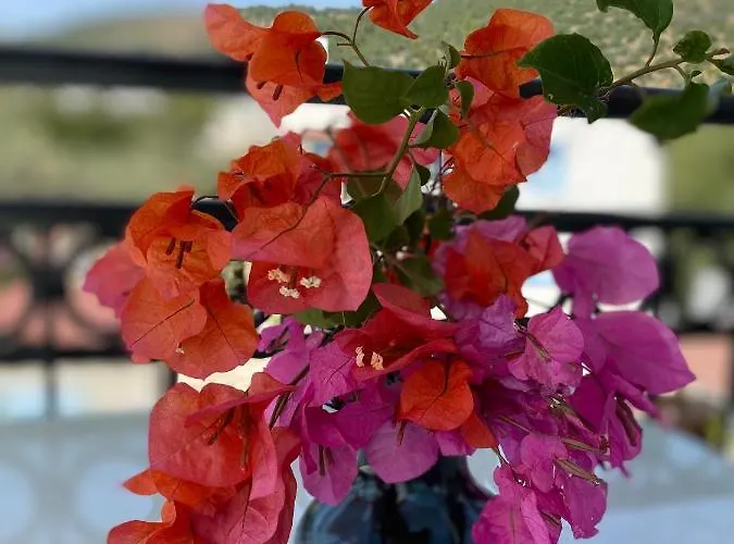 Ξενοδοχείο με διαμερίσματα Merve Apartments, Your From In Bodrum, Street Cats Frequent The Property, Not Have Balconies , Ground Floor Have Terrace With Table And Chairs