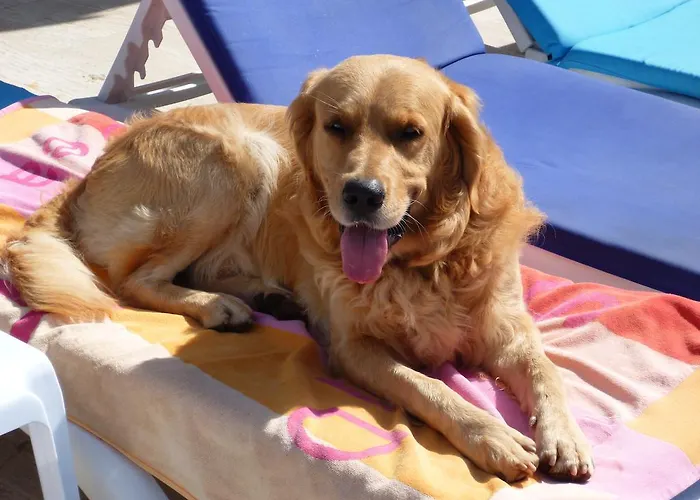 Appart hôtel Merve Apartments, Your From In Bodrum, Street Cats Frequent The Property, Not Have Balconies , Ground Floor Have Terrace With Table And Chairs 4*