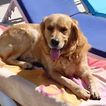 Lägenhetshotell Merve Apartments, Your From In Bodrum, Street Cats Frequent The Property, Not Have Balconies , Ground Floor Have Terrace With Table And Chairs 2*
