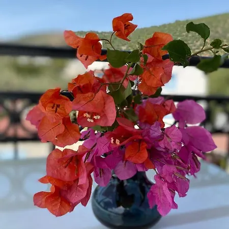 Apart-hotel Merve Apartments, Your From In Bodrum, Street Cats Frequent The Property, Not Have Balconies , Ground Floor Have Terrace With Table And Chairs