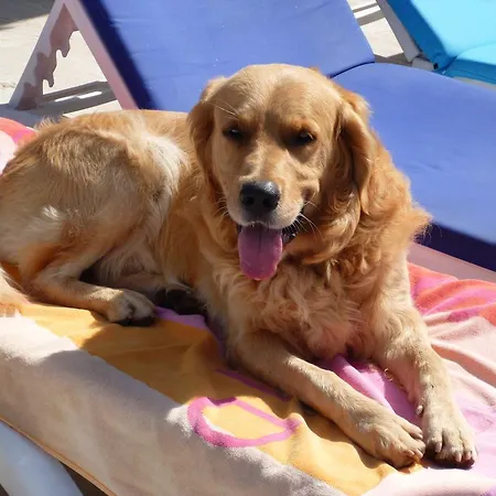 מלון דירות Merve Apartments, Your From In Bodrum, Street Cats Frequent The Property, Not Have Balconies , Ground Floor Have Terrace With Table And Chairs 2*